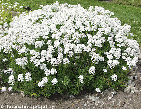 Iberis sempervirens 'Schneeflocke', talvisaippo